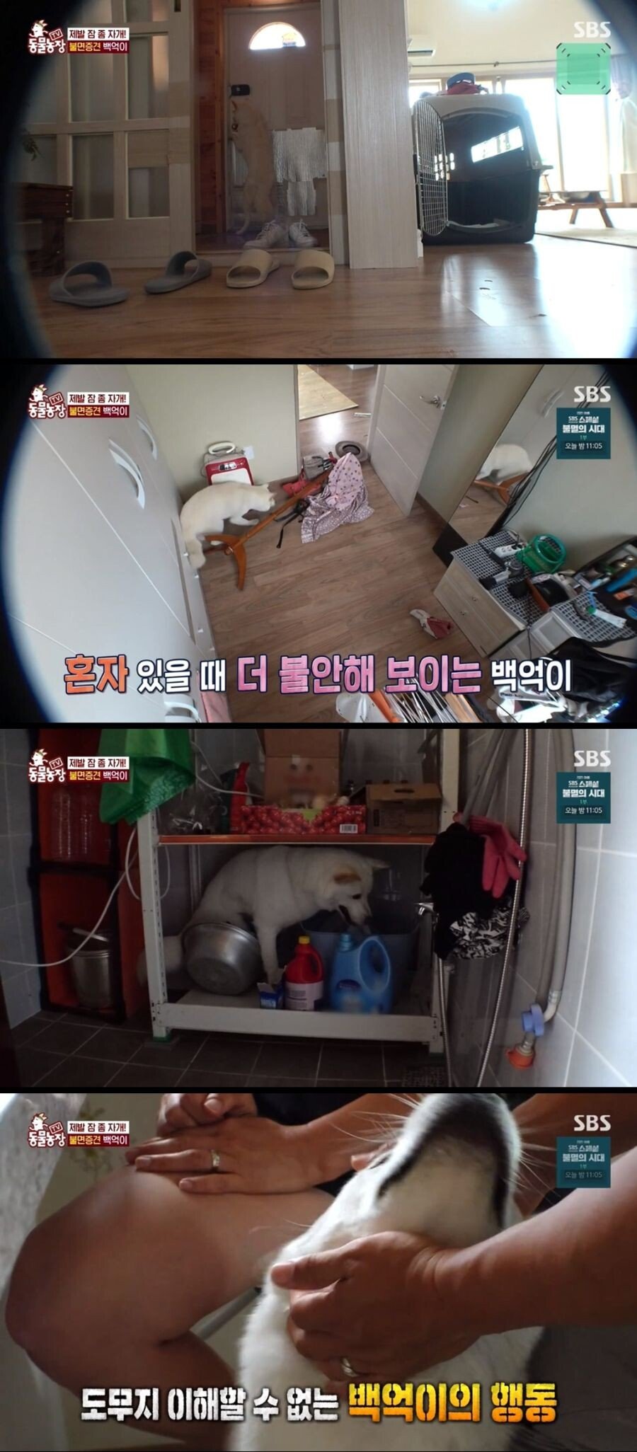 Internet_20210817_103045_8.jpeg 불면증 걸려서 잠 못자는 개.jpg