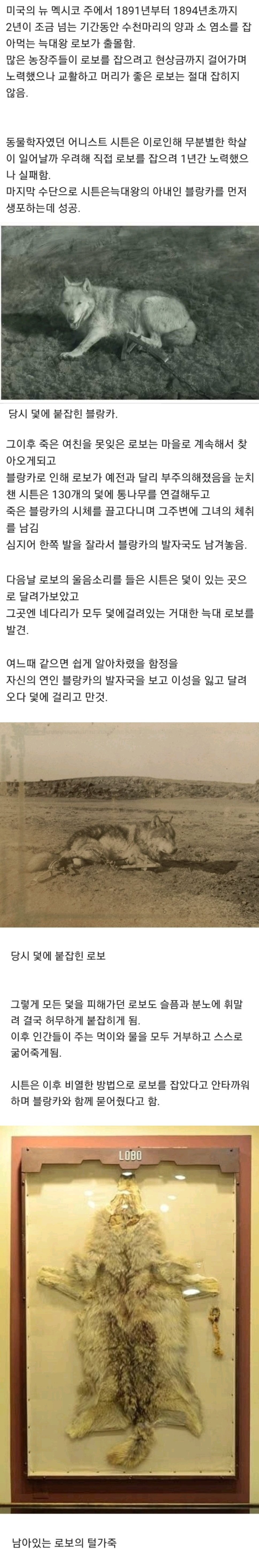 로보.jpeg