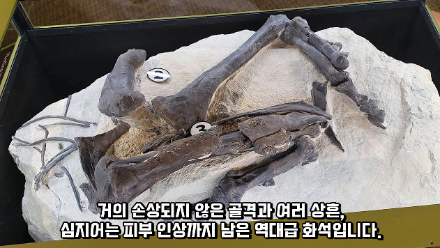2024-01-26 15 02 02.png 공룡 [알로사우루스] 피부 화석 발견