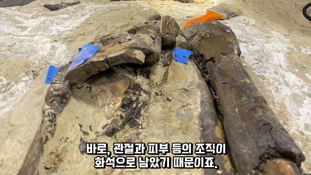 2024-01-26 15 02 57.png 공룡 [알로사우루스] 피부 화석 발견