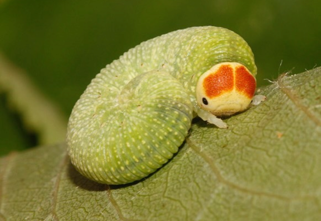 귀여운 애벌레 사진 모음