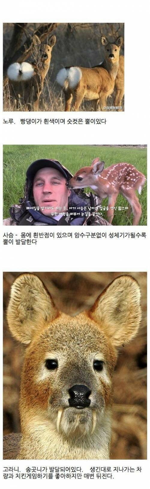 노루.사슴.고라니.jpg