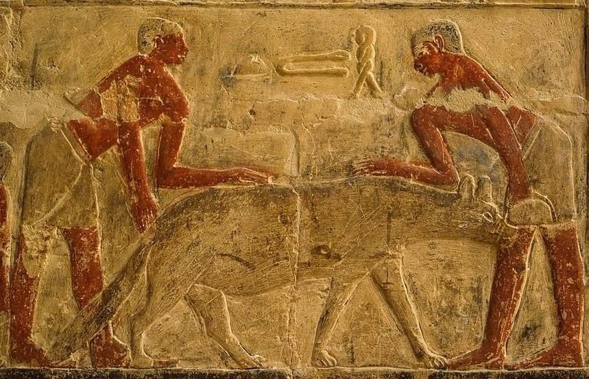image.png 고대 이집트에서 사냥용으로 길들인 하이에나 및 치타