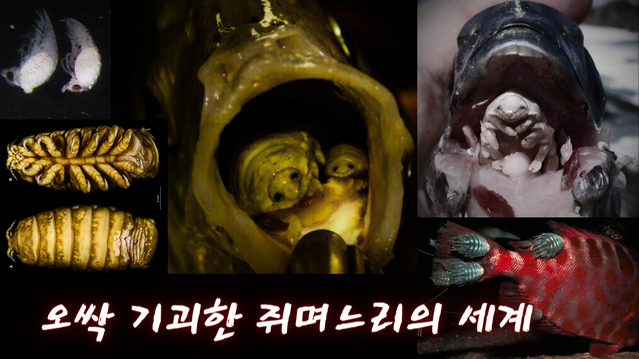 썸넬.png 약혐) 물고기 입속에서 발견된 쥐며느리?