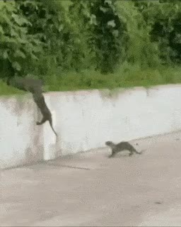 WildJauntyFlounder-size_restricted.gif