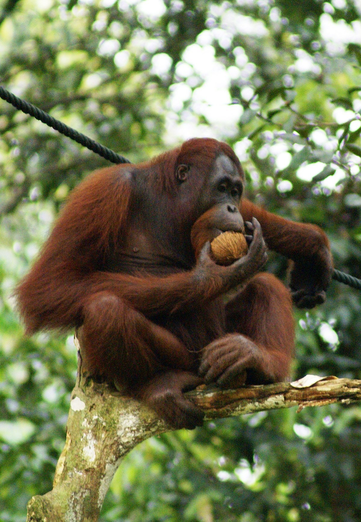 Orang_Utan,_Semenggok_Forest_Reserve,_Sarawak,_Borneo,_Malaysia.JPG 약혐) 야생 오랑우탄의 육식 사례 정리