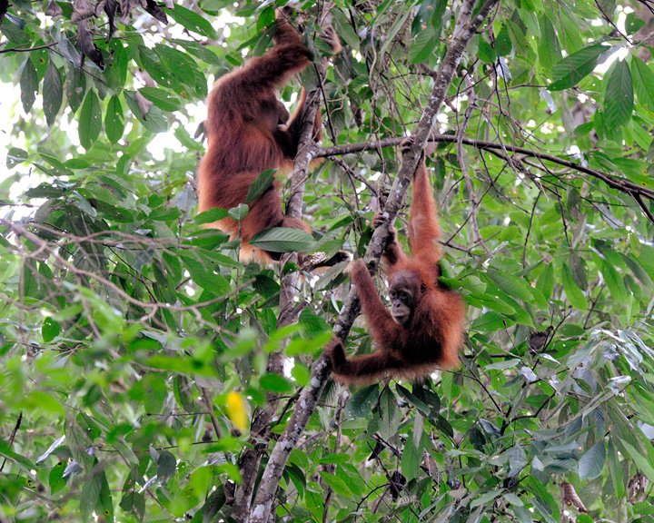 Leuser-orangs_09N8683.jpg 약혐) 야생 오랑우탄의 육식 사례 정리