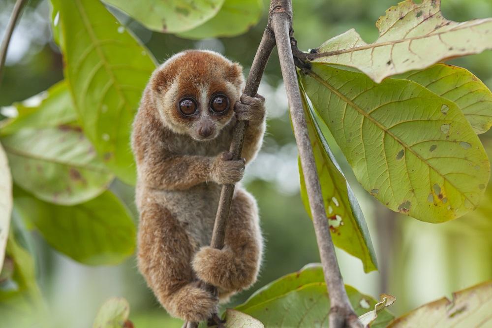 Bornean-slow-loris-iStock-1487671137-r.jpg 약혐) 야생 오랑우탄의 육식 사례 정리