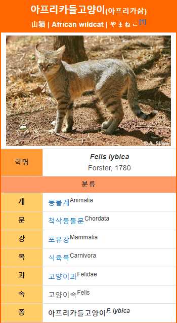 image.png 모든 고양이의 조상님 격인 고양이