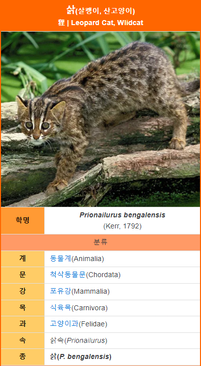 image.png 모든 고양이의 조상님 격인 고양이