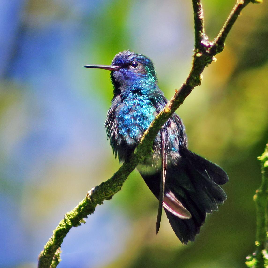 Blue-headed_hummingbird.jpg