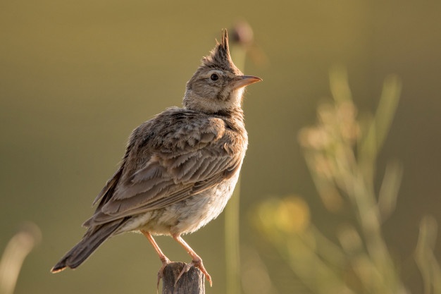 crested-lark-galerida-cristata-sitting-on-a-wooden-stick_215306-210.jpg