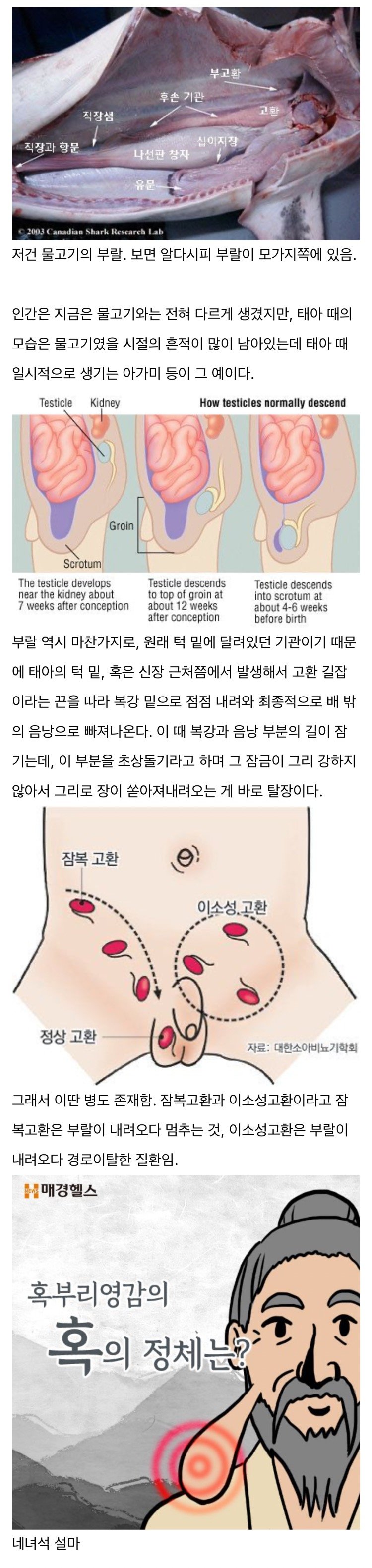 부랄은 원래 턱밑에 달려있었다