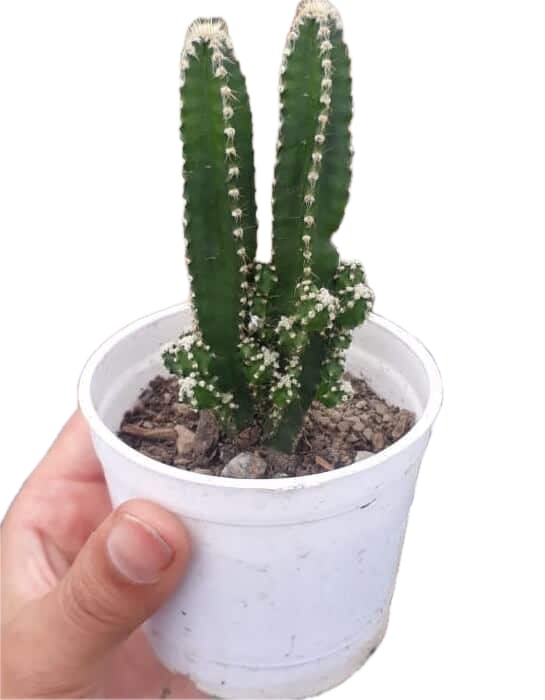 Acanthocereus-tetragonus-Variety-1-Barbed-wire-cactus.jpg 싱글벙글 작명자가 ㅈㄴ 대충 지은 지명들