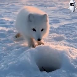 111.gif
