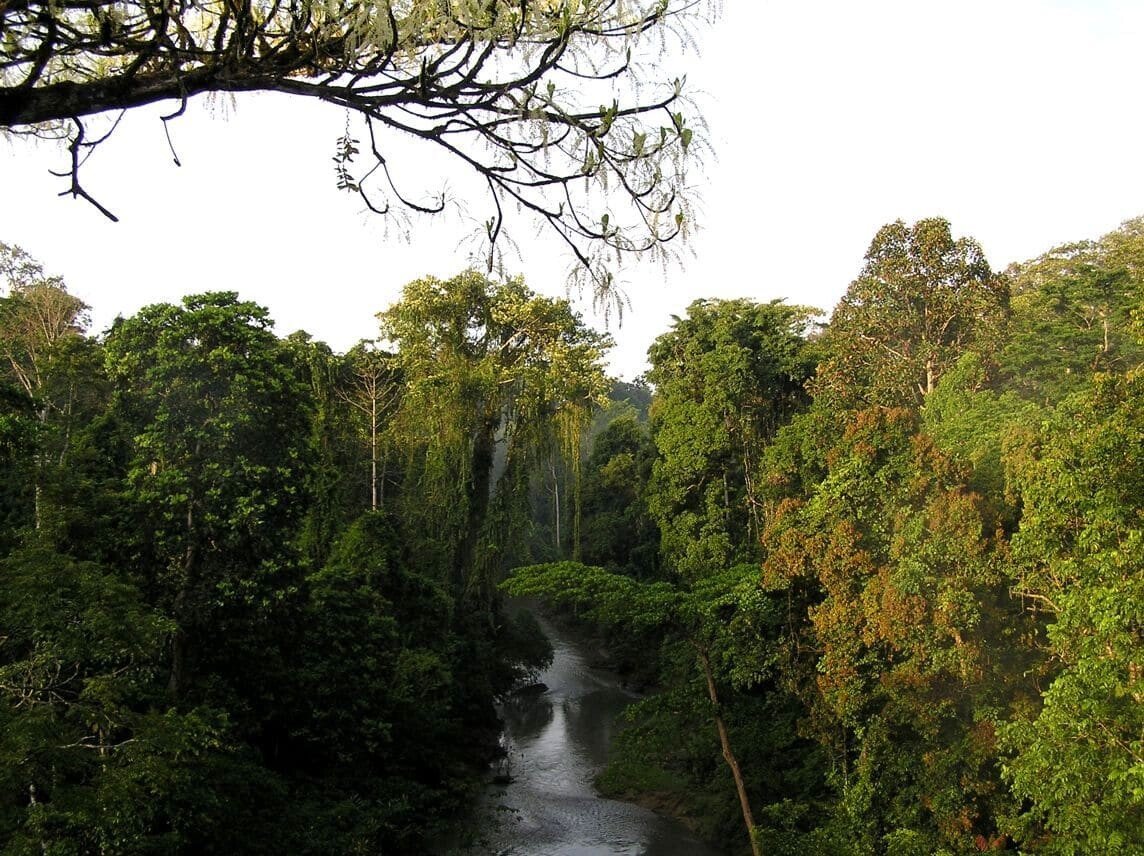 Sumatra Rainforest.jpg 세계의 정글