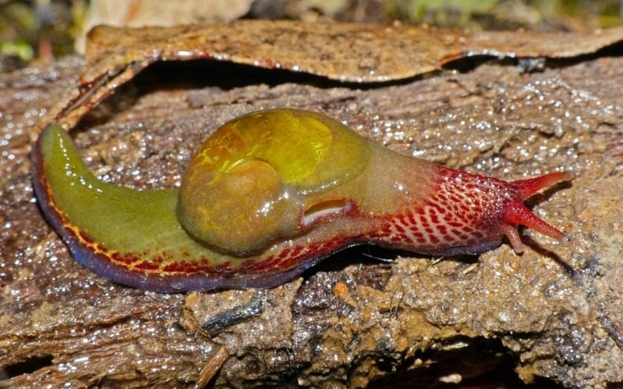 semi-slug-atte-900x562.jpg 흔하지만 잘 알려지지 않은 달팽이 부류