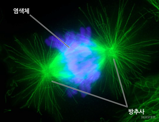 image.png 노산과 다운증후군의 관계