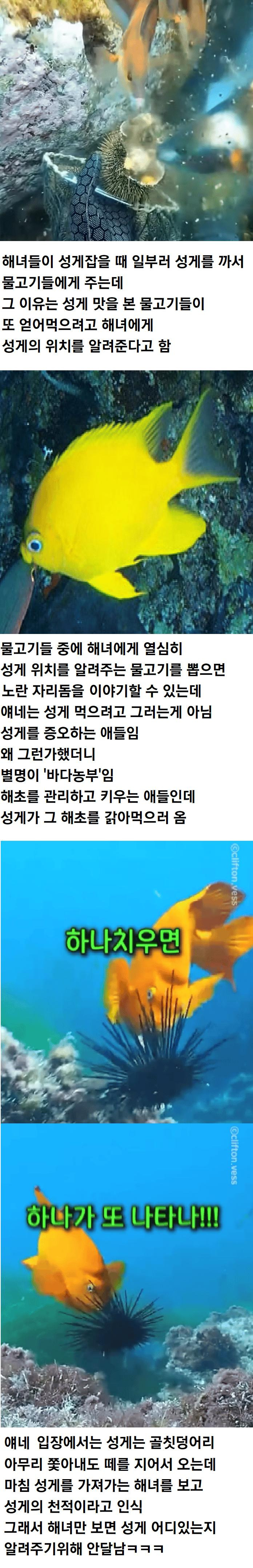 해녀가 성게 잡을 때 물고기들한테 성게 까주는 이유1.jpg