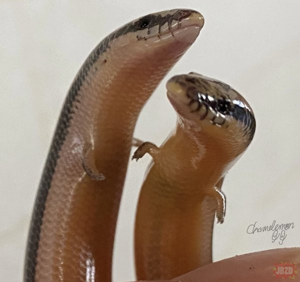 마다가스카르에 있다는 무족 도마뱀3.jpg