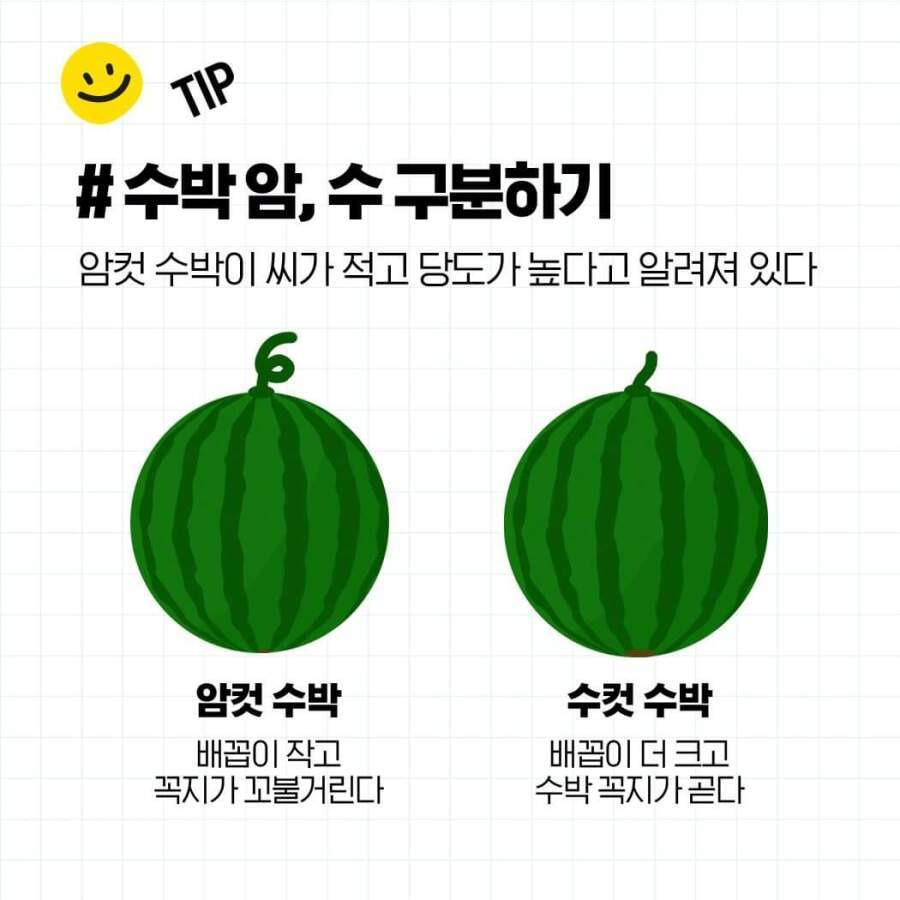 두드리지 않고 꿀수박 고르는 법과 보관 방법2.jpg