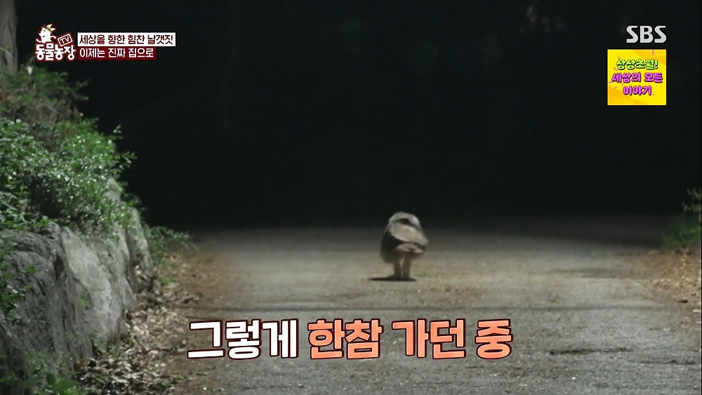 레전드인 동물농장 수리부엉이2.jpg