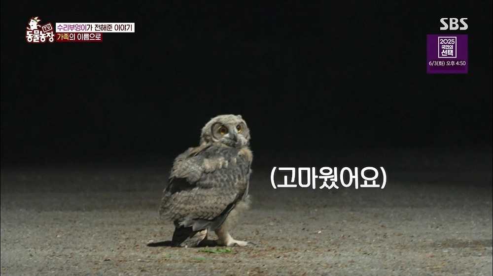 레전드인 동물농장 수리부엉이3.jpg