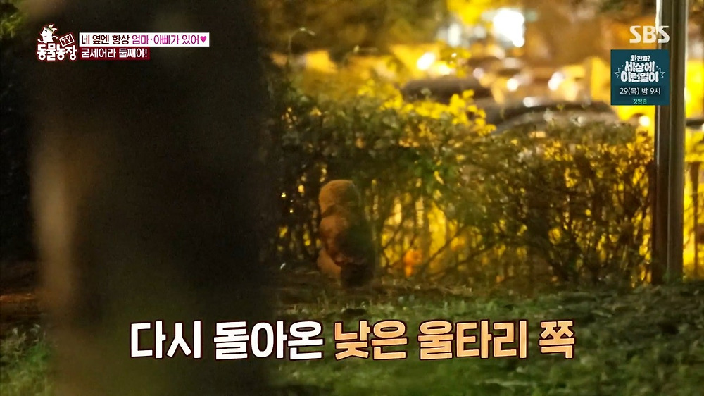 레전드인 동물농장 수리부엉이1.jpg